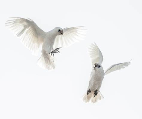 两个白色的小鸟,在白色背景上飞,corellas高清壁纸