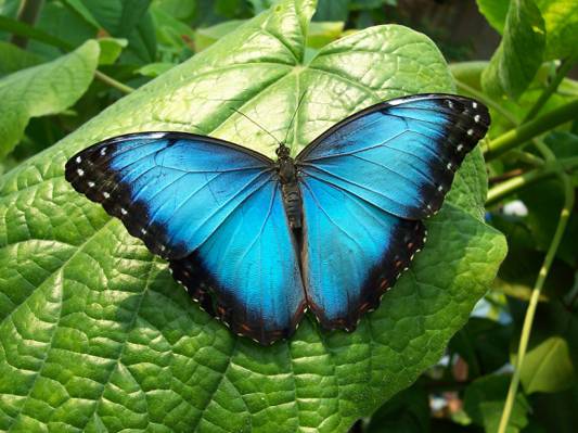 蓝色和黑色的蝴蝶高清壁纸
