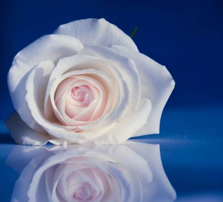 白玫瑰花与反射高清壁纸的照片