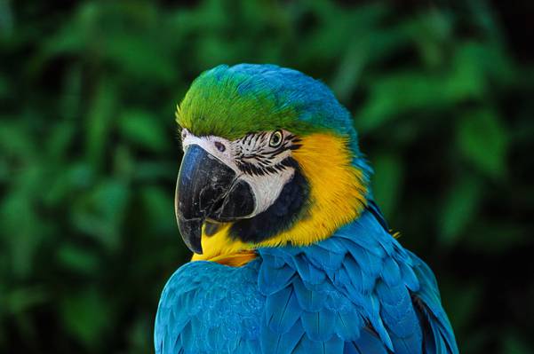 蓝色,黄色和绿色的鹦鹉高清壁纸