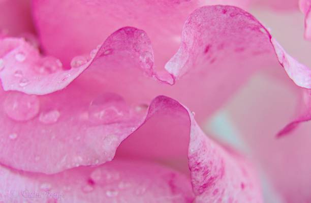宏观摄影的粉红色的花朵上的露珠高清壁纸