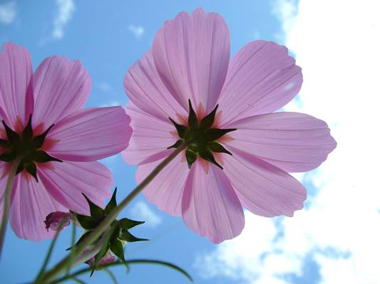 粉红色波斯菊花的低角度摄影在白天高清壁纸