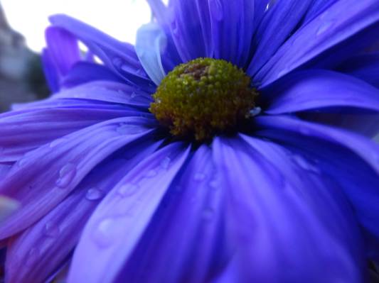 紫松果菊高清壁纸的选择性焦点摄影
