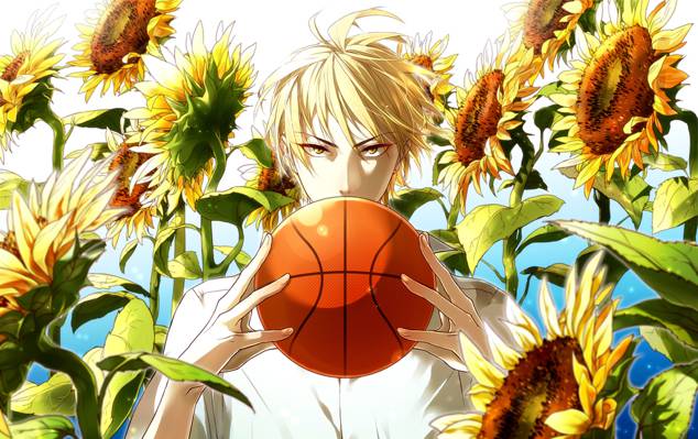 Wallpaper Kise,球,看,Kaijo,家伙,黑子从篮子,黑子的篮球,向日葵,Ryota,太阳耀斑
