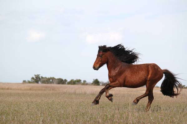 在绿色草地上运行匹棕色的马,野马高清壁纸