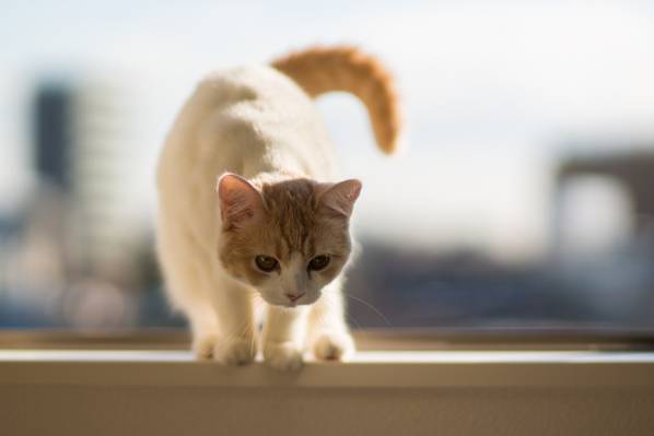 Hannah,窗台,©Benjamin Torode,小猫