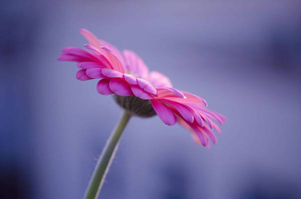 粉红色雏菊花选择性焦点摄影高清壁纸