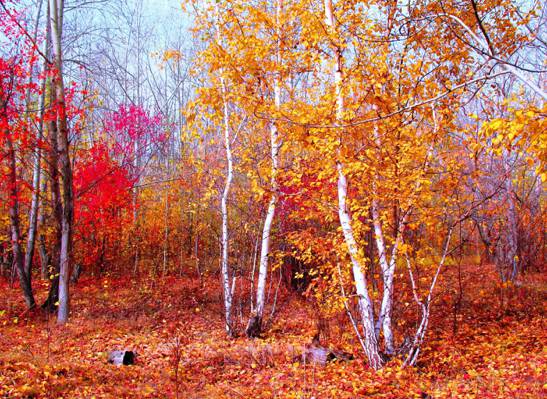 红色,自然,景观,黄金,秋季,森林,深红色