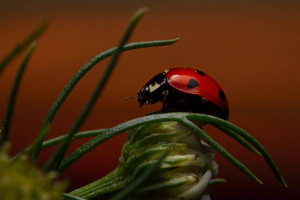 红色和黑色的bug在绿叶植物,瓢虫高清壁纸