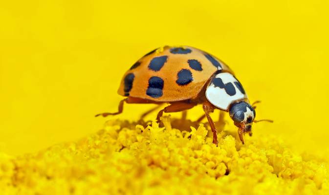 10斑点科罗拉多甲虫上黄色的花朵高清壁纸