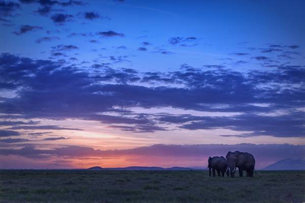 两头大象在日落期间场,安博塞利国家公园,肯尼亚高清壁纸