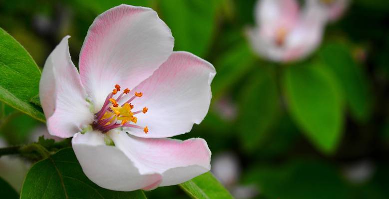 粉红色和白色海棠开花选择性焦点摄影高清壁纸