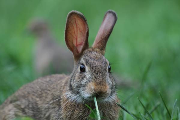 灰色兔子在草地,东部棉尾兔,sylvilagus floridanus高清壁纸浅深度的照片