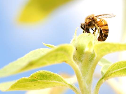 黄色的蜜蜂在特写照片高清壁纸的绿色花朵上筑巢