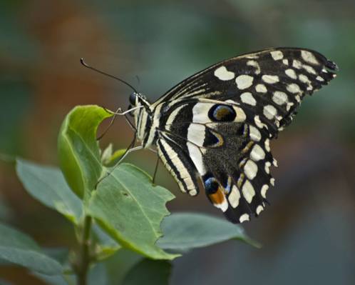 栖息在绿叶植物上的黑色和白色的蝴蝶高清壁纸