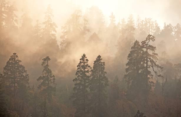 雾,树木,森林