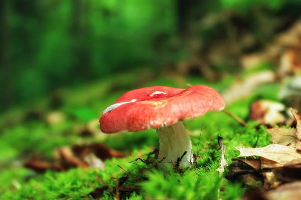 红色和白色的蘑菇高清壁纸的焦点摄影