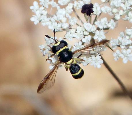 关闭了蜜蜂压缩白色petaled花,conopidae,syrphidae,ceriana高清壁纸的摄影