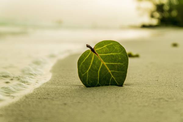 绿色的叶子,在棕色的沙滩上白天高清壁纸