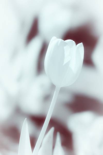 白色的郁金香,郁金香高清壁纸的选择性焦点摄影