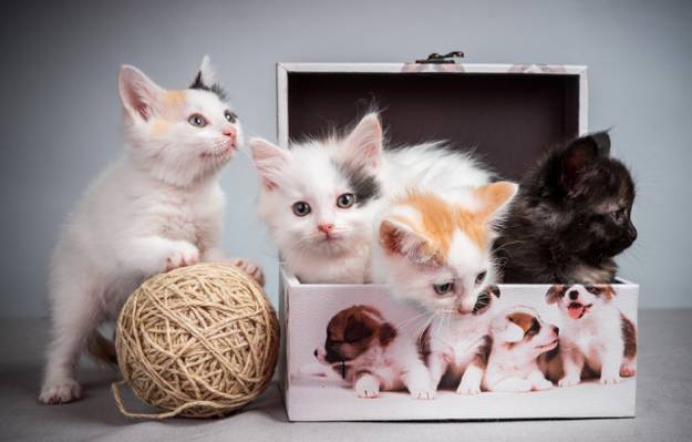 盒,小猫,小猫,小猫,箱子,缠结,小猫,缠结