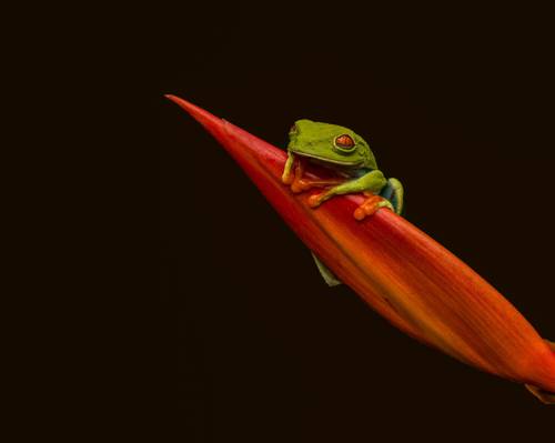 红眼绿色的树蛙上红色的植物,红眼树蛙高清壁纸