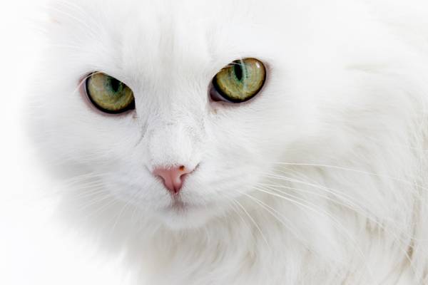 白色的猫,蓬松,安哥拉猫