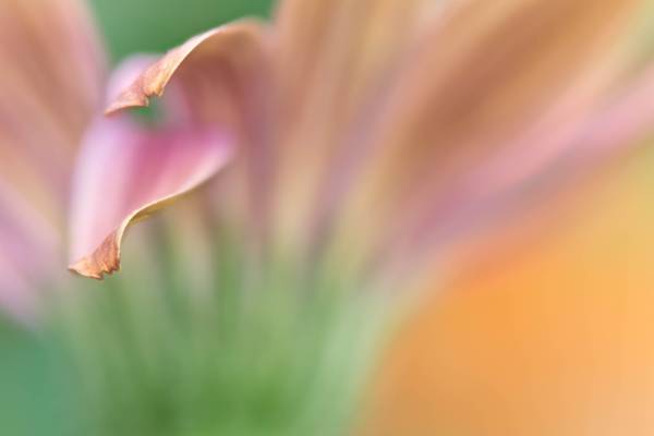 粉红色的叶植物,雏菊高清壁纸的选择性焦点摄影