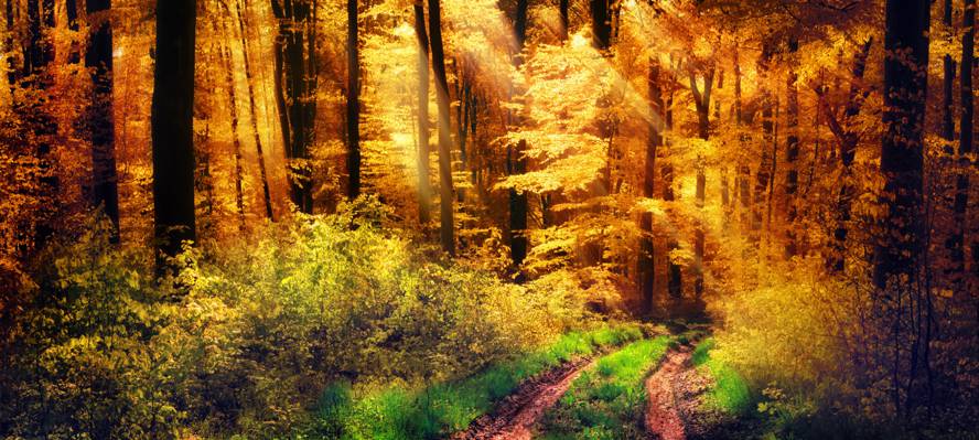 壁纸道路,树木,灌木,黄色,阳光,草地,秋天,森林