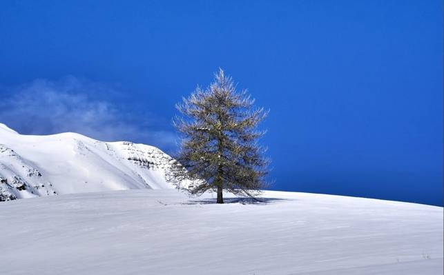 松树景观摄影在冬季高清壁纸