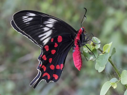 黑色和红色的蝴蝶在绿叶植物,深红色的玫瑰高清壁纸