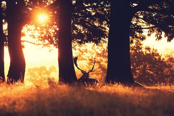 性质,鹿,森林,日落