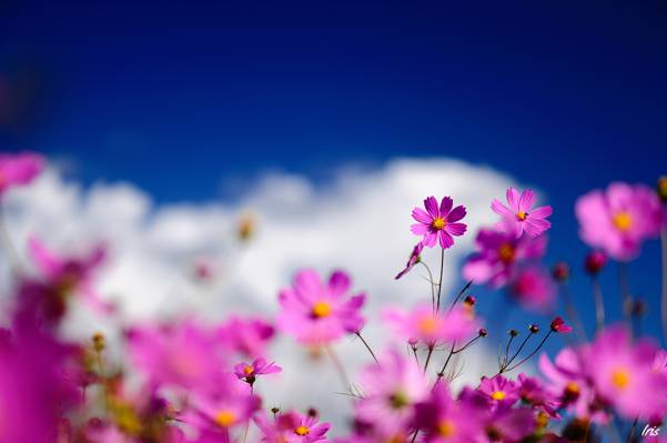 鲜花,宏,科斯梅亚,场,模糊,粉红色,天空,云
