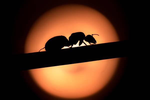 蚂蚁在夜间高清壁纸的剪影