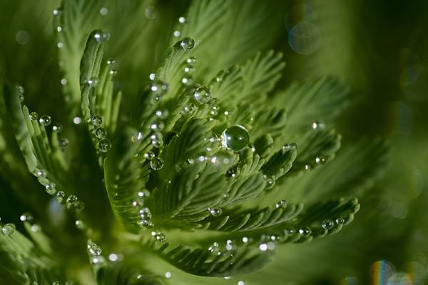 绿色的植物高清壁纸的选择性焦点摄影