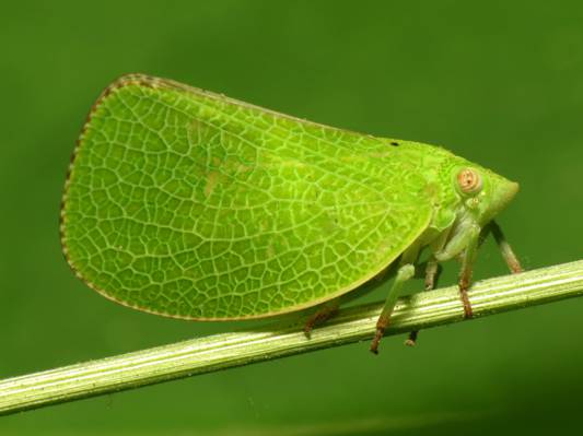 绿色的飞蛾高清壁纸的宏观摄影