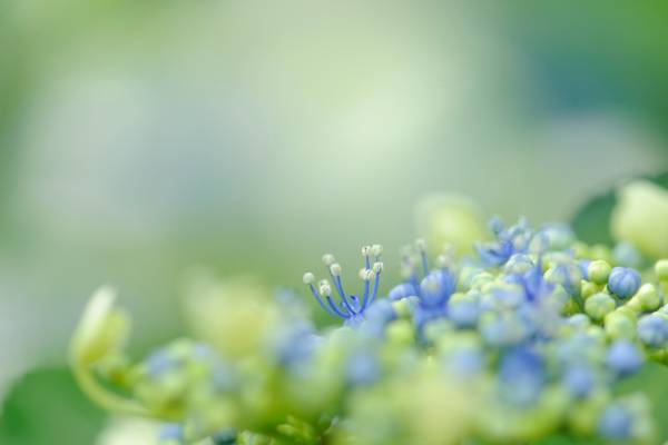 蓝色和绿色的花蕾在白天高清壁纸