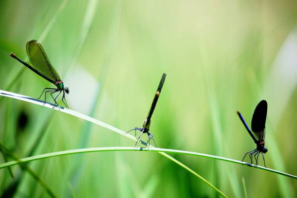3蜻蜓在草高清壁纸