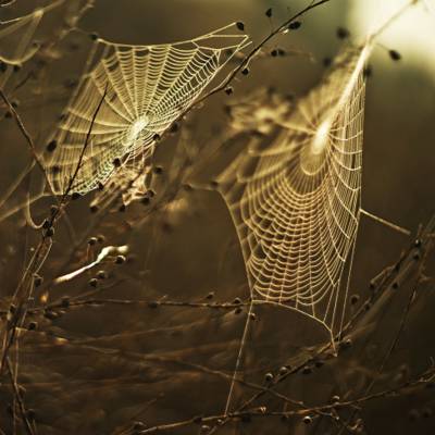 两个蜘蛛网在白天高清壁纸