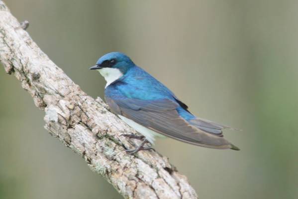 蓝色和灰色的鸟栖息在棕色的树枝,树燕,horicon沼泽高清壁纸