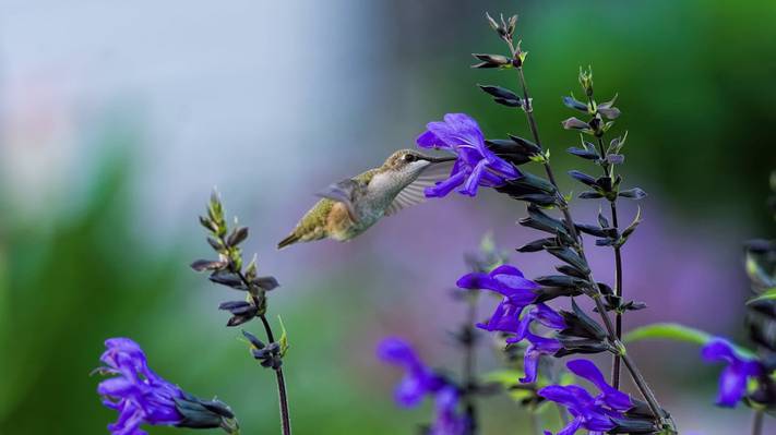 绿色蜂鸟紫色豹花,弗洛雷斯高清壁纸的选择性焦点摄影