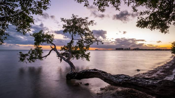 在日落期间倾斜的树上方的水,关键比斯坎湾,迈阿密,佛罗里达州高清壁纸