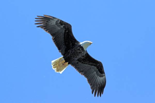 黑老鹰在白天飞行,海滩公园高清壁纸