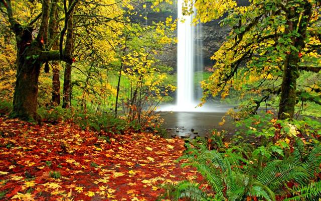 壁纸秋天,性质,瀑布,叶子,秋天的颜色,地毯的叶子,秋天的落叶,蕨,落叶,...