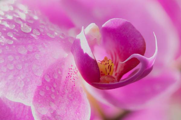 微距拍摄的粉红色的花瓣花高清壁纸