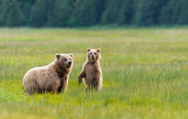 两,阿拉斯加,性质,熊,国家公园,绿党,草地,草,熊,熊