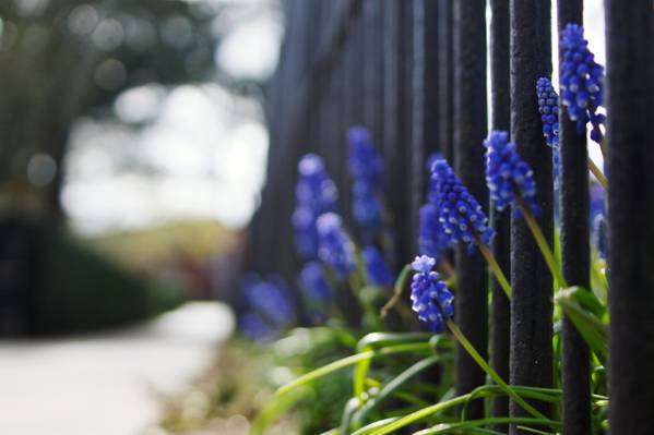 蓝色的葡萄风信子花在白天的金属栅栏高清壁纸