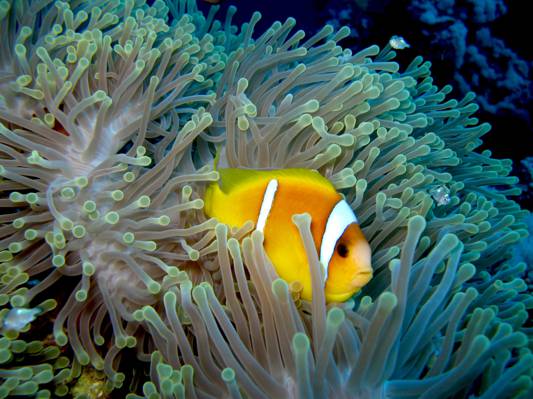 小丑鱼珊瑚礁,anemonefish高清壁纸