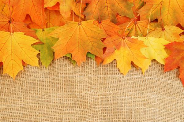 明亮的颜色,秋天,枯萎,叶子
