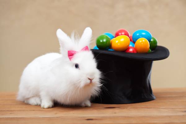 彩绘,兔,复活节,鸡蛋,复活节,假期,白,兔,假期,圆筒,春天,鸡蛋,帽子